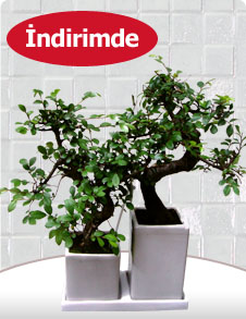�kili Bonsai Sageratia